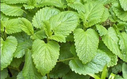 Lemon Balm Extract calming botanical